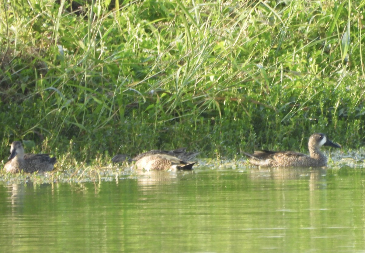 Blue-winged Teal - ML645917540