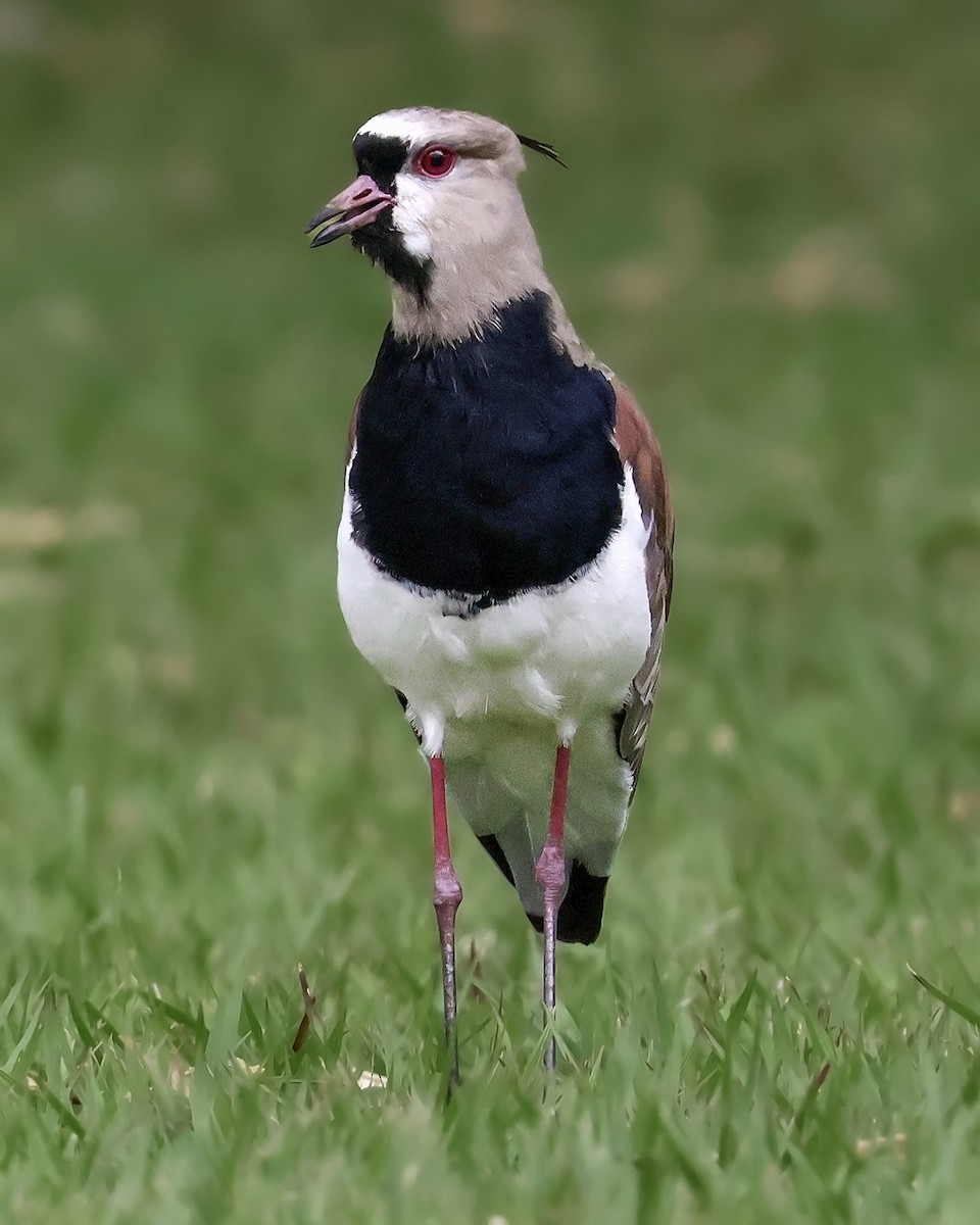 Southern Lapwing - ML645917541