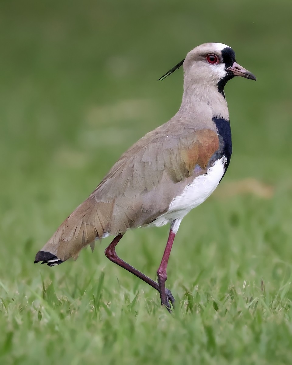 Southern Lapwing - ML645917542