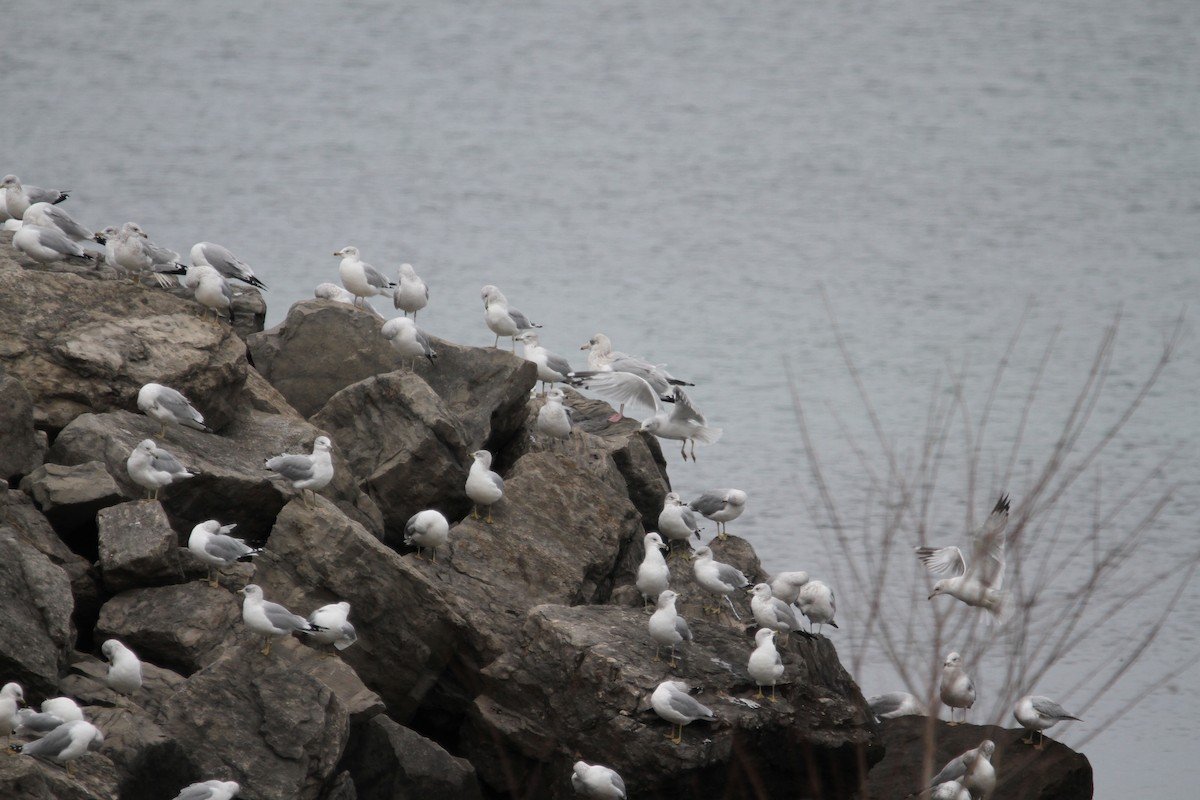 American Herring Gull - ML645917548