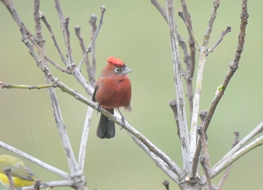 Red-crested Finch - ML645917549