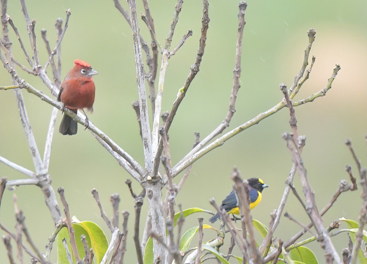 Red-crested Finch - ML645917550