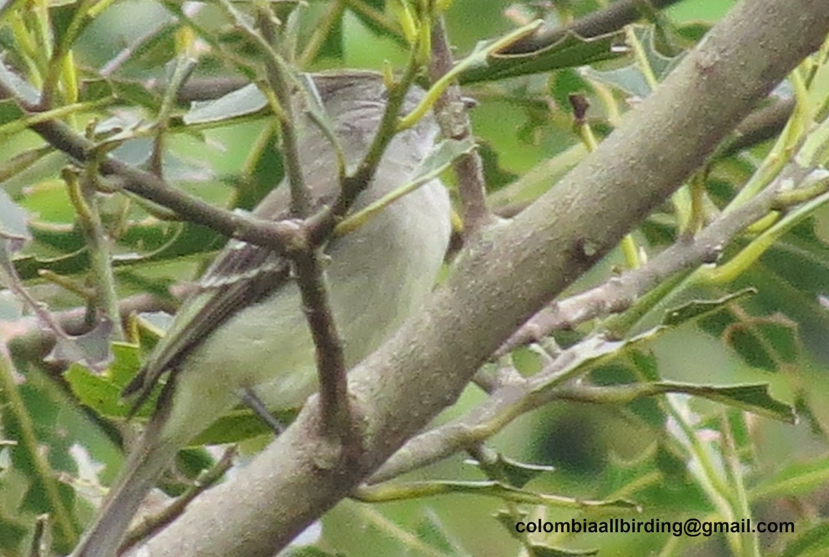 Желтобрюхая эления - ML645917552