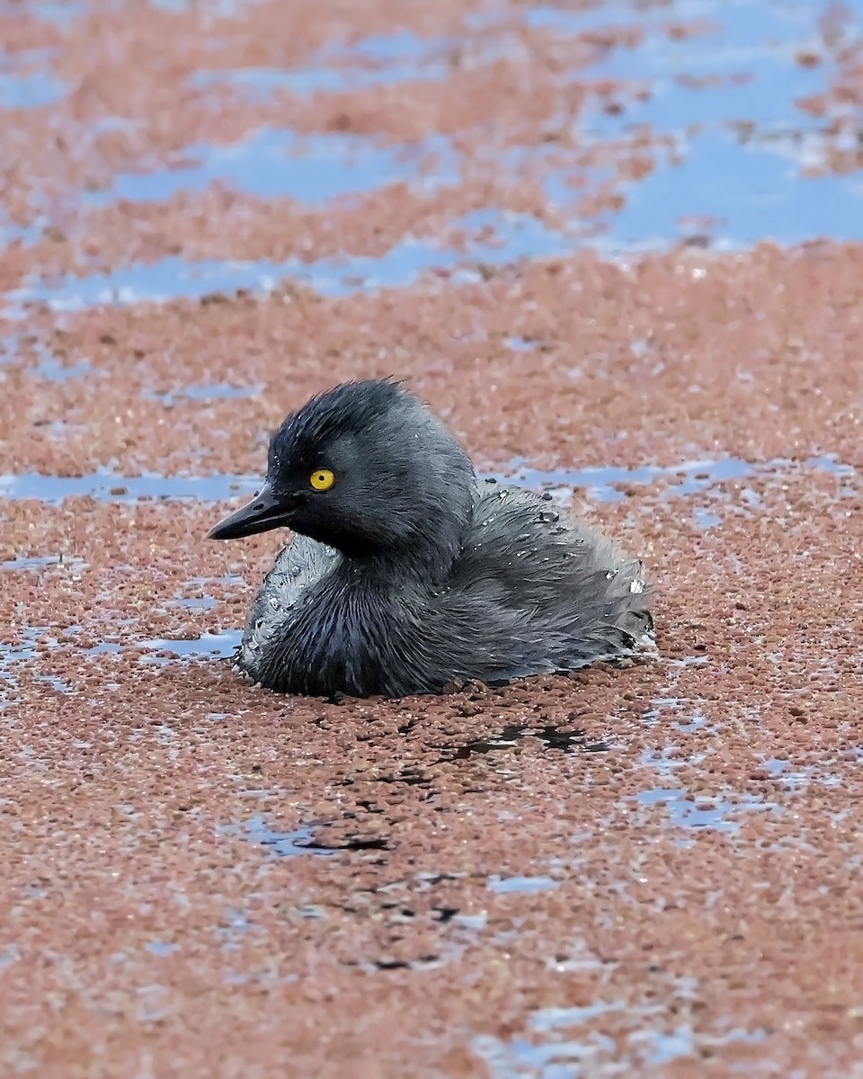 Least Grebe - ML645917556