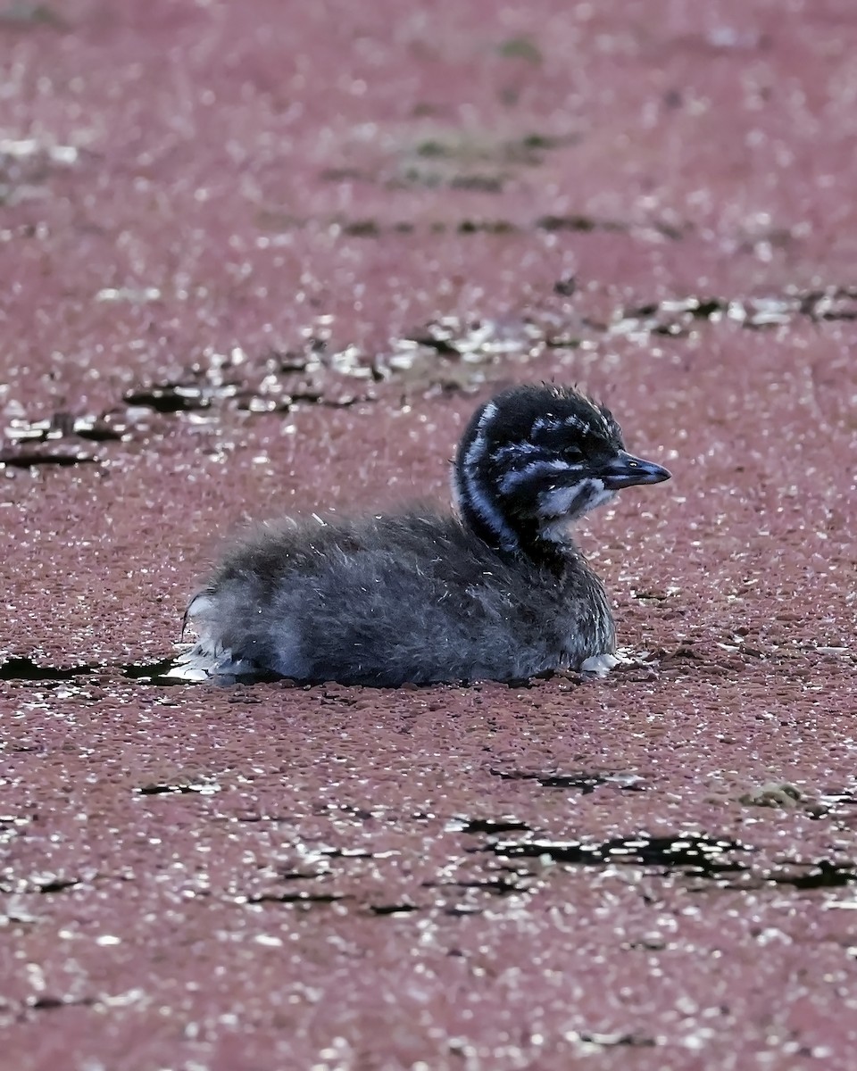 Least Grebe - ML645917557