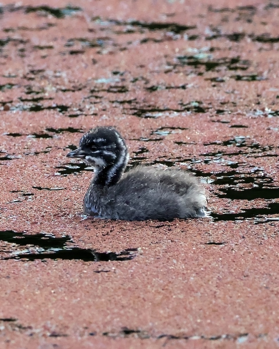 Least Grebe - ML645917558