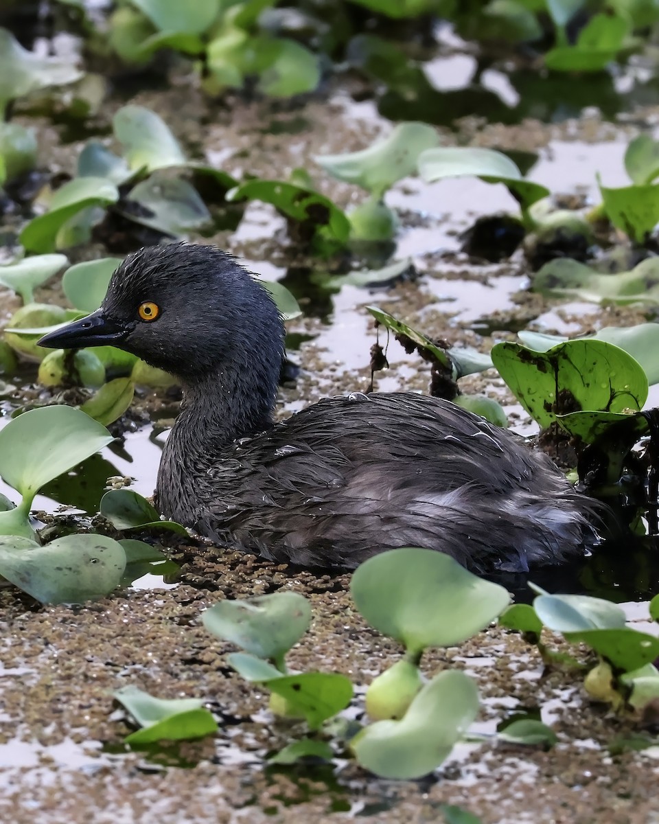 Least Grebe - ML645917560
