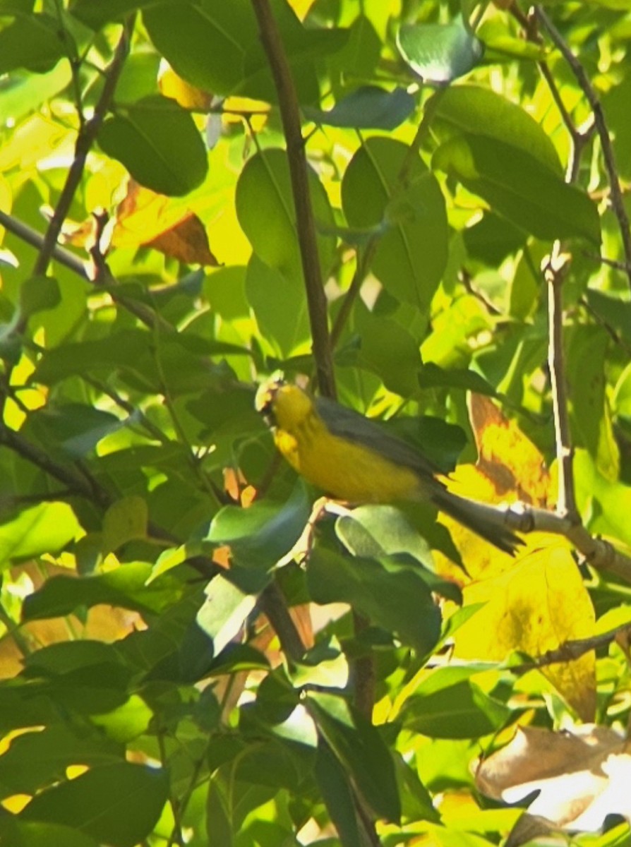 Canada Warbler - ML645917561