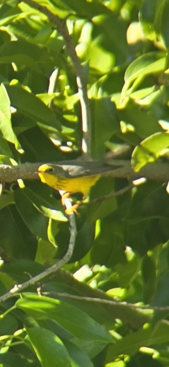 Canada Warbler - ML645917562
