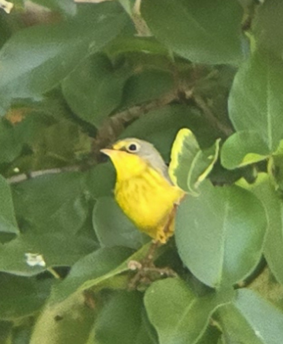 Canada Warbler - ML645917563