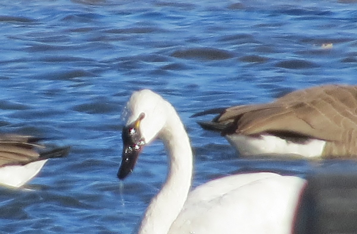 Tundra Swan - ML645917569