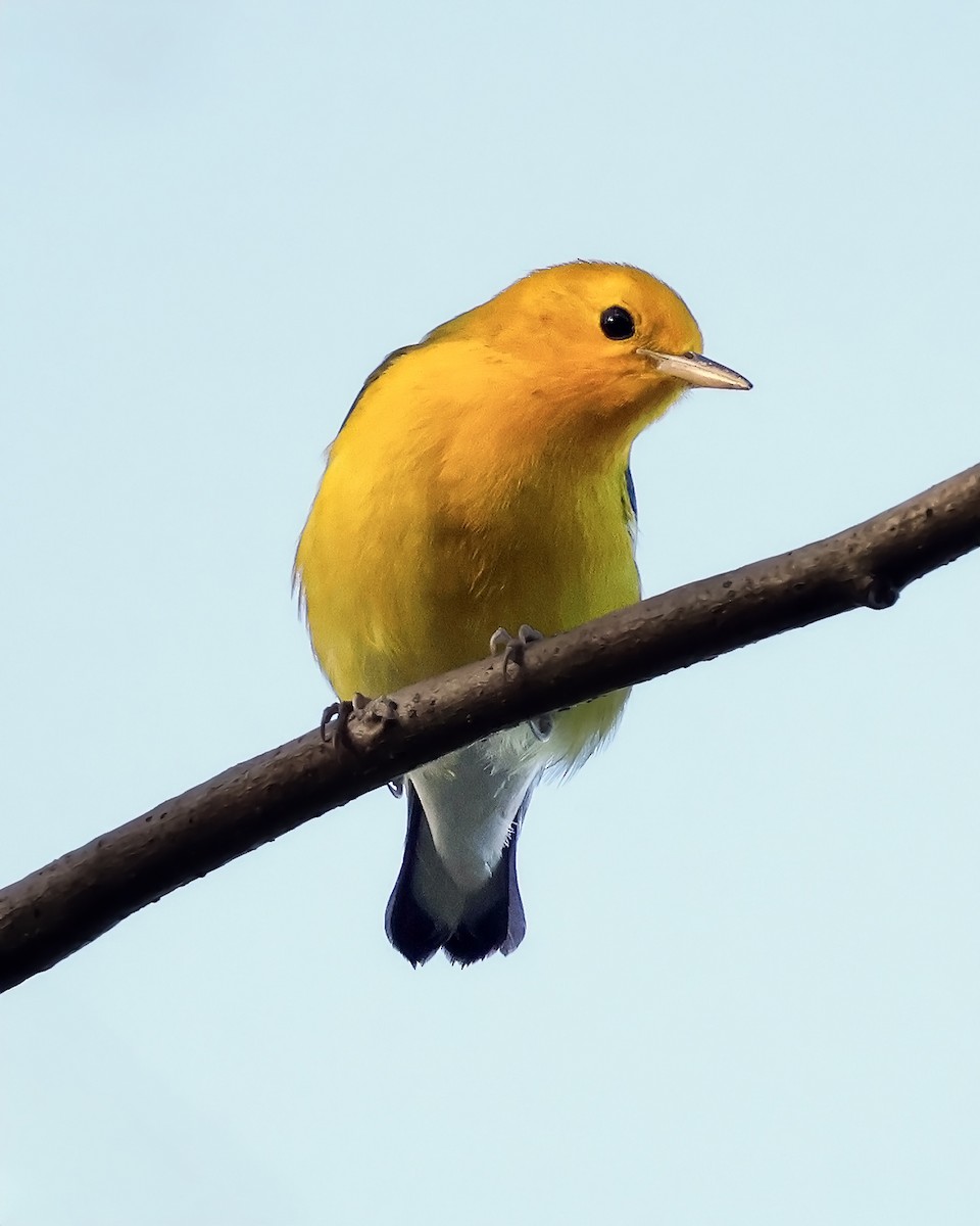 Prothonotary Warbler - ML645917570