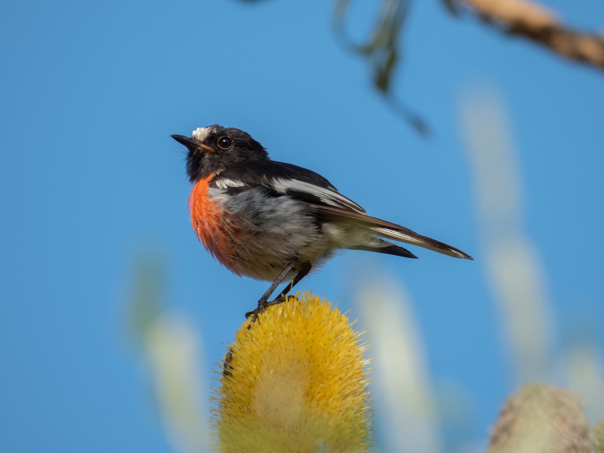 Scarlet Robin (Campbell's) - ML645917574