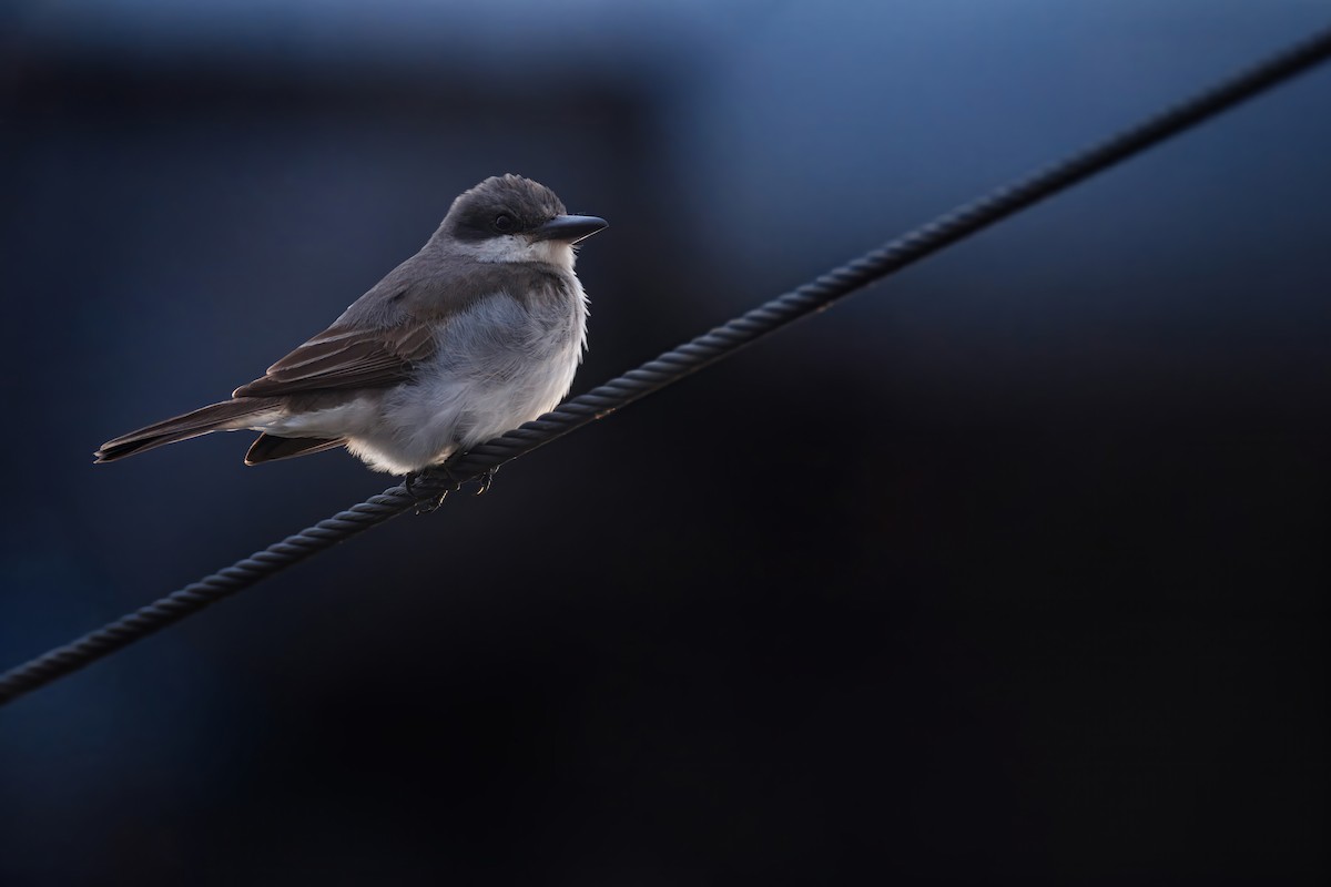 Gray Kingbird - ML645917581