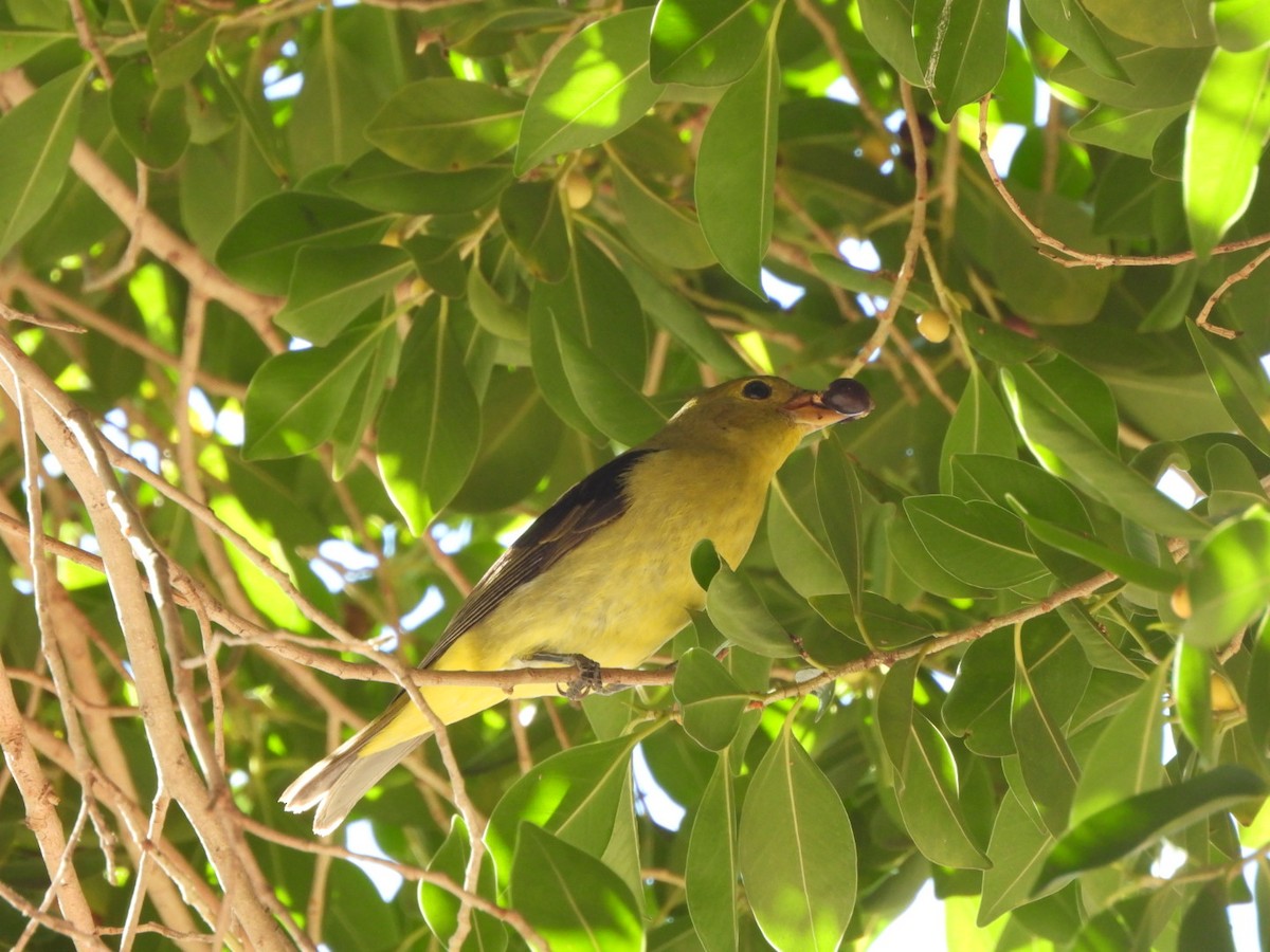 Scarlet Tanager - ML645917587