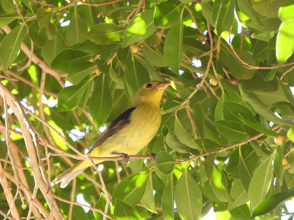 Scarlet Tanager - ML645917588