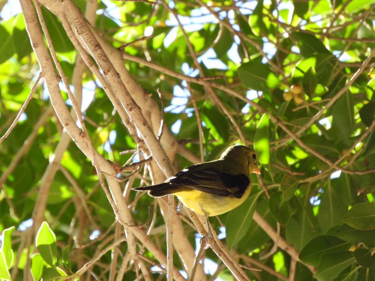 Scarlet Tanager - ML645917589