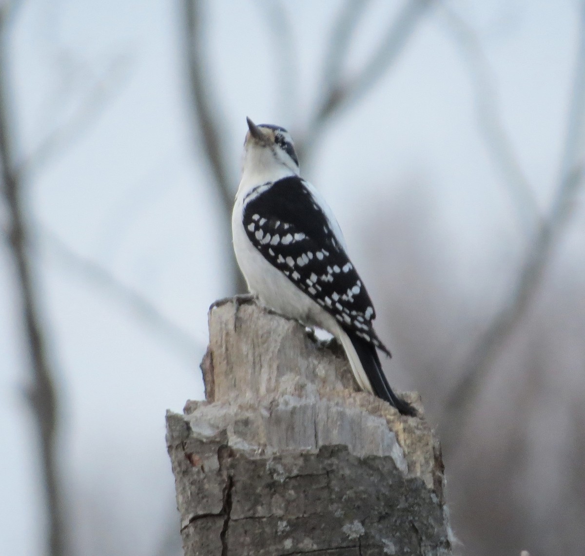 Hairy Woodpecker - ML645917591
