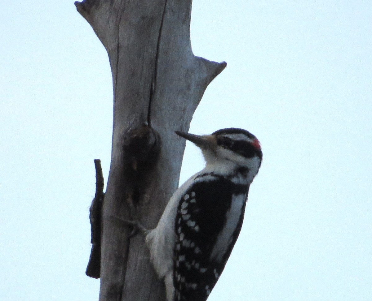 Hairy Woodpecker - ML645917592