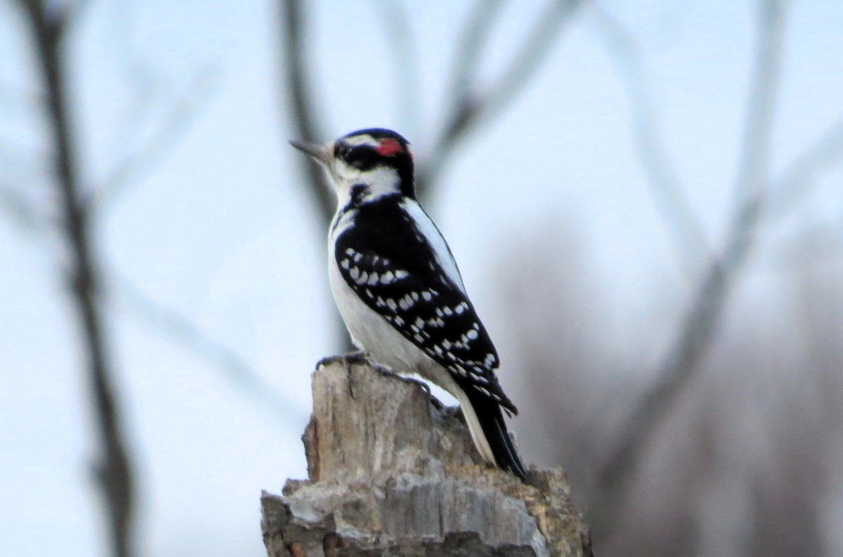 Hairy Woodpecker - ML645917593