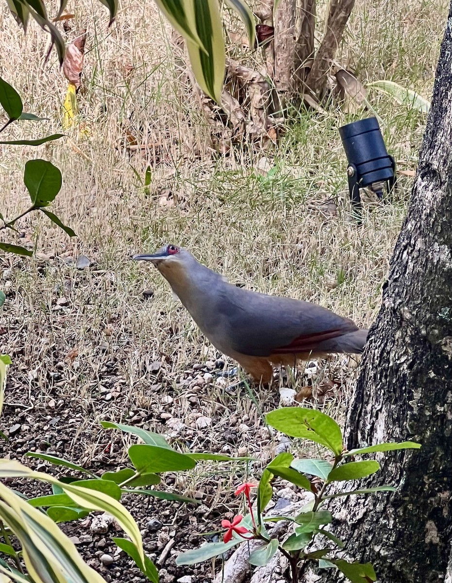 kukačka hispaniolská - ML645917602