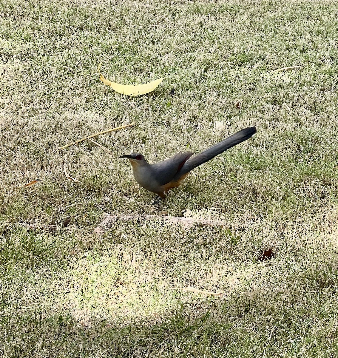 kukačka hispaniolská - ML645917603