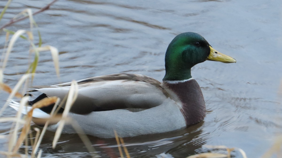 Mallard - ML645917607