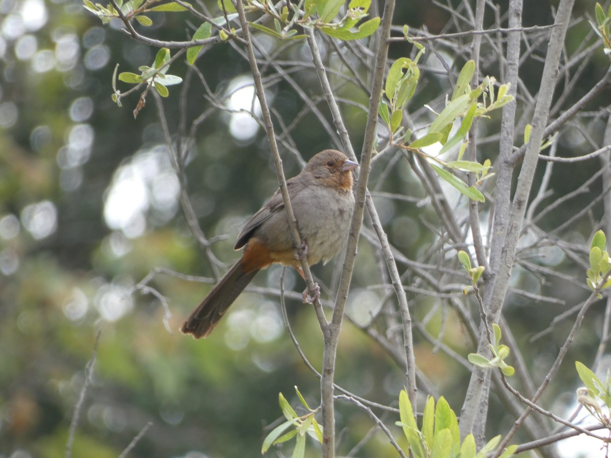 Toquí Californiano - ML645917616