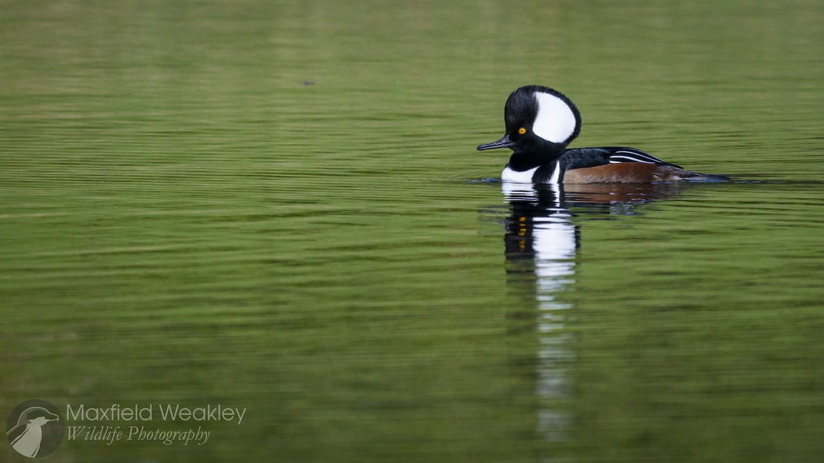 Hooded Merganser - ML645917619