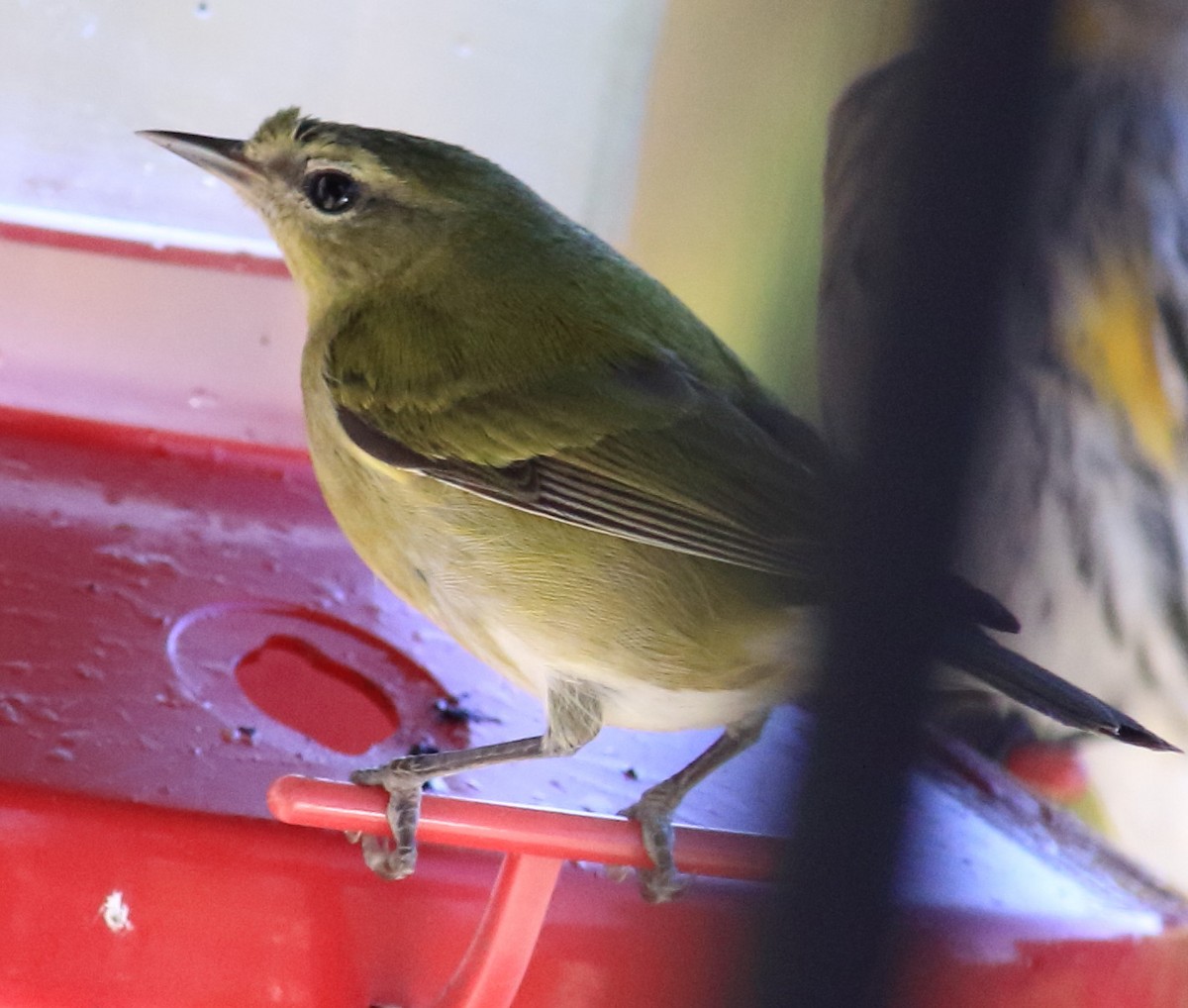 Reinita de Tennessee - ML645917620