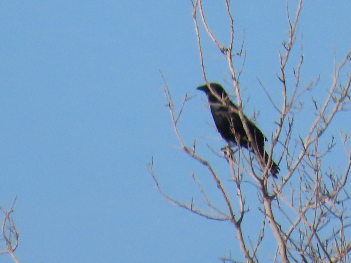 Fish Crow - ML645917622