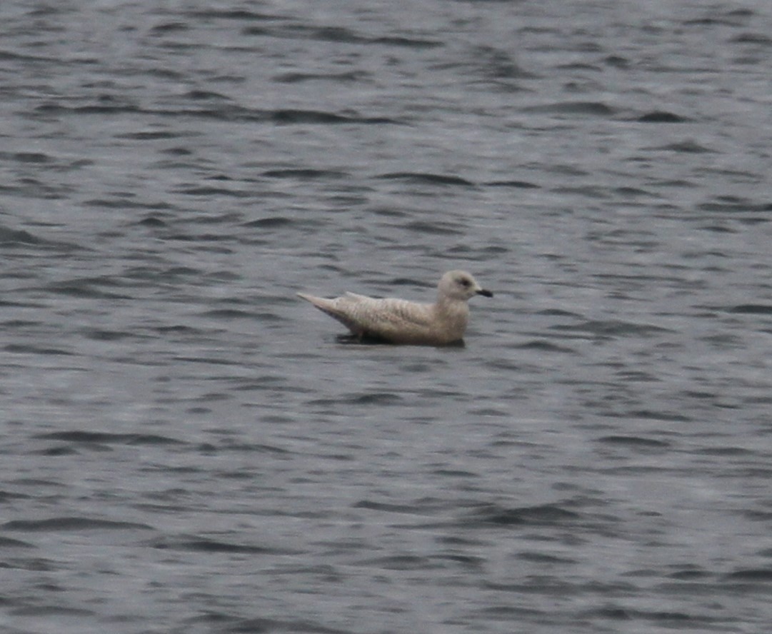 Iceland Gull (kumlieni/glaucoides) - ML645917623