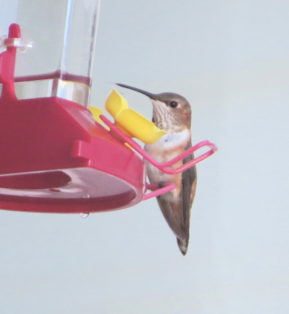 Rufous Hummingbird - ML645917630