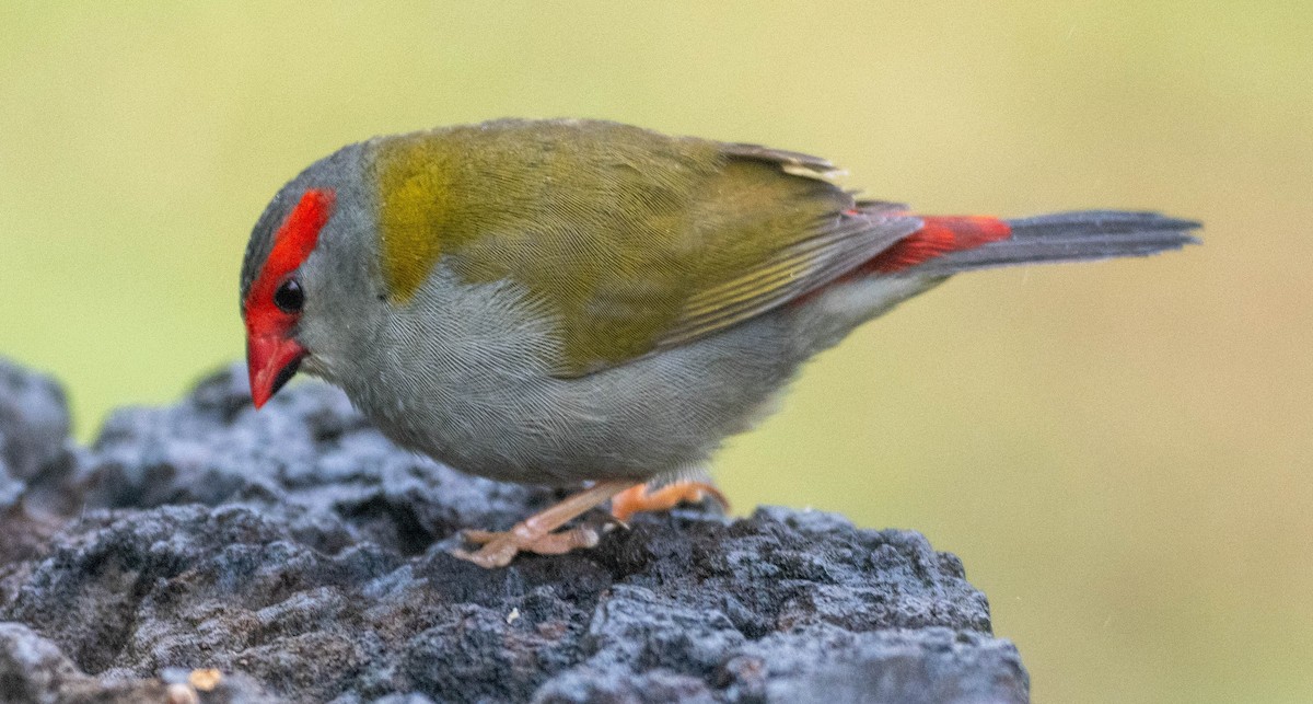 Red-browed Firetail - ML645917633