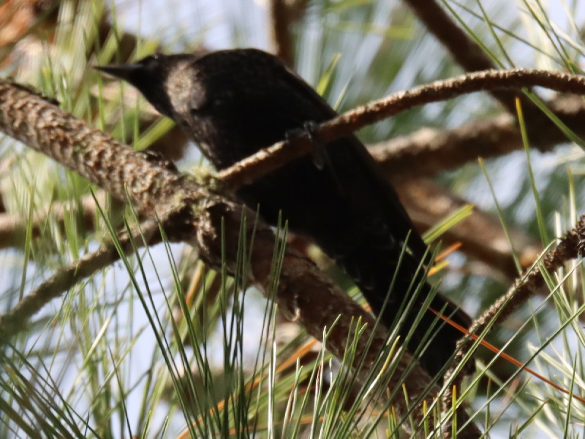 Red-winged Blackbird - ML645917634