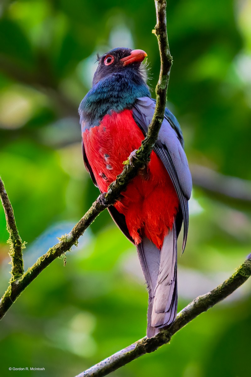 Slaty-tailed Trogon - ML645917643