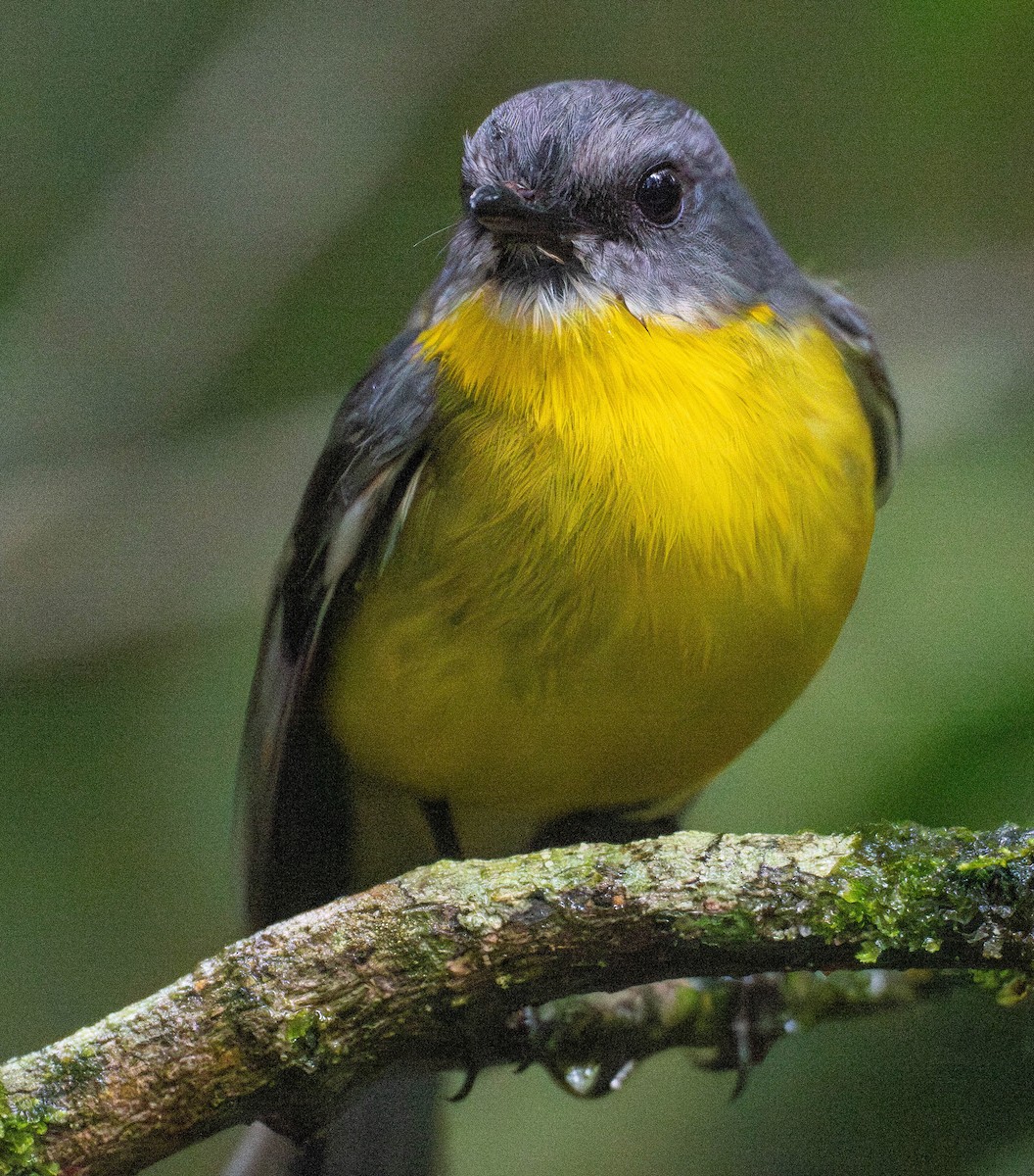 gulbrystflueskvett - ML645917650