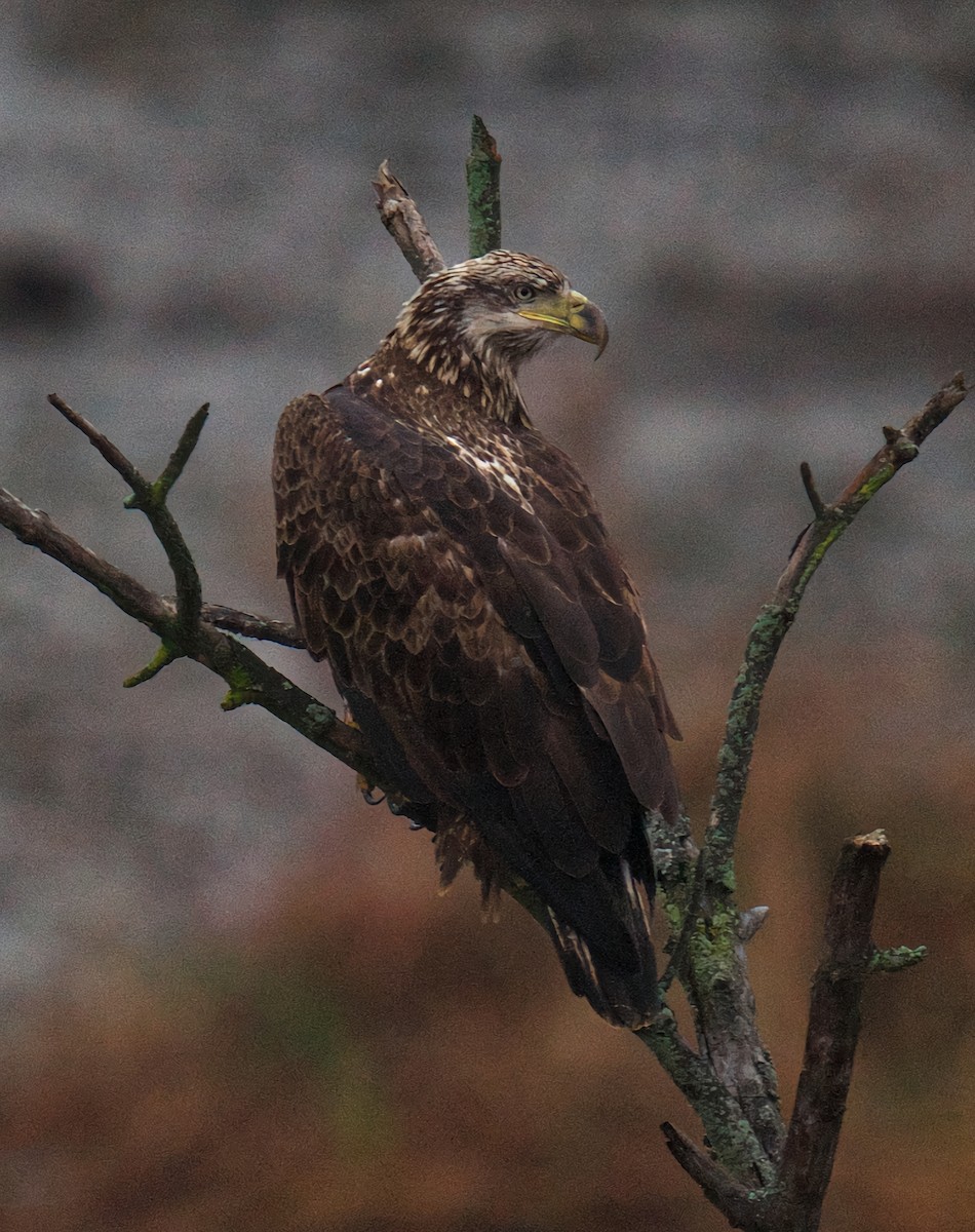 Bald Eagle - ML645917652