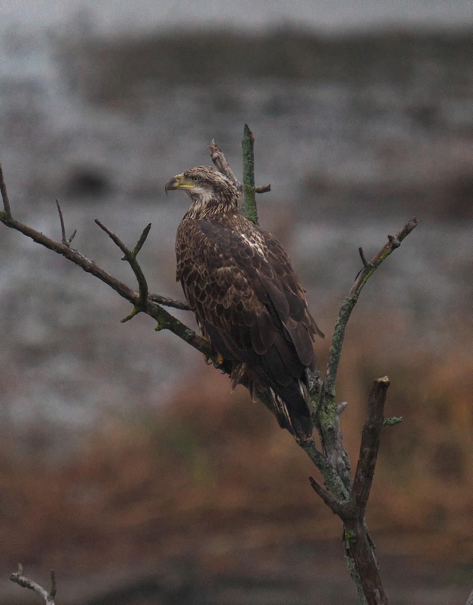 Bald Eagle - ML645917653