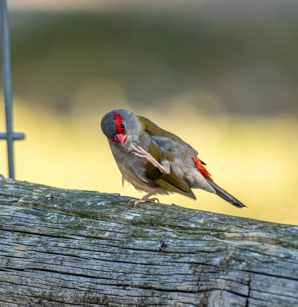 Red-browed Firetail - ML645917663