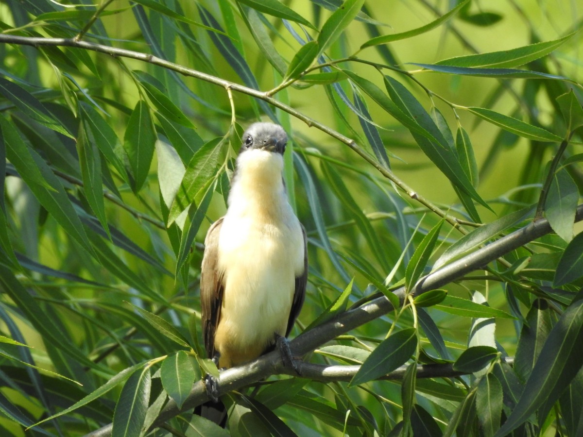 Галапагосская пиайя - ML645917669