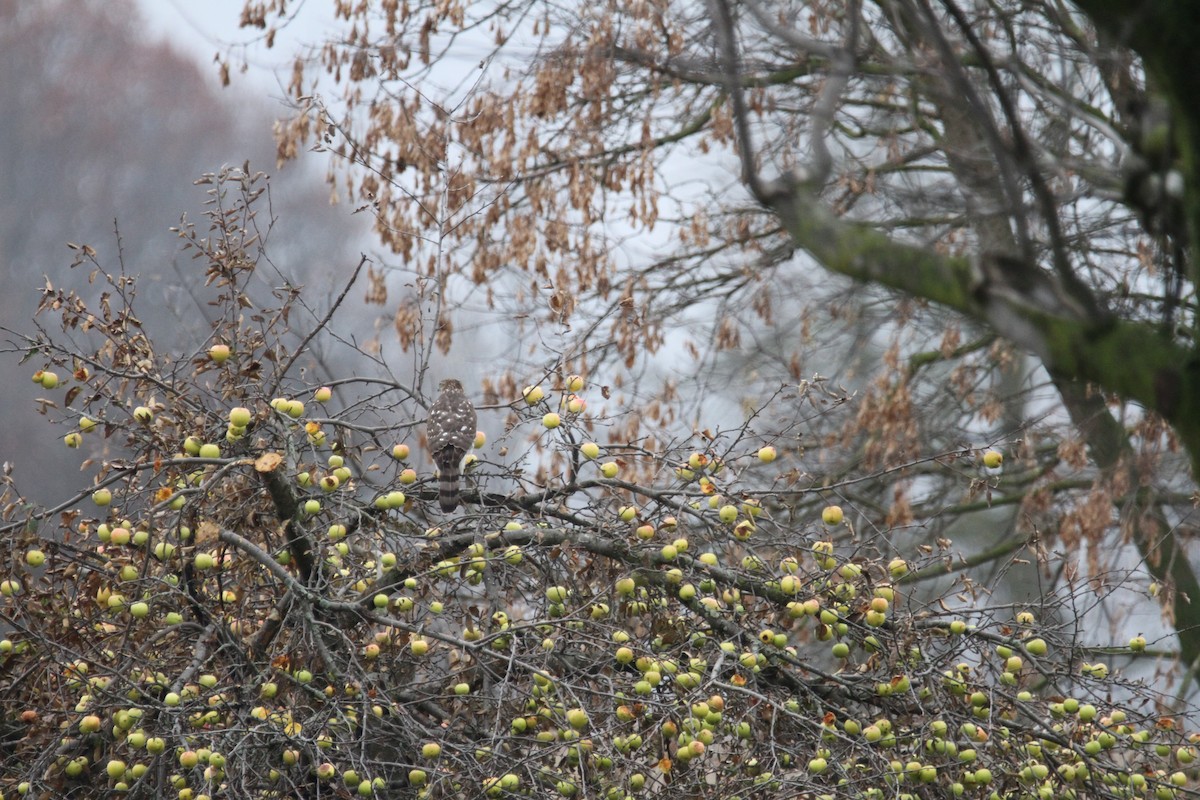 Cooper's Hawk - ML645917673