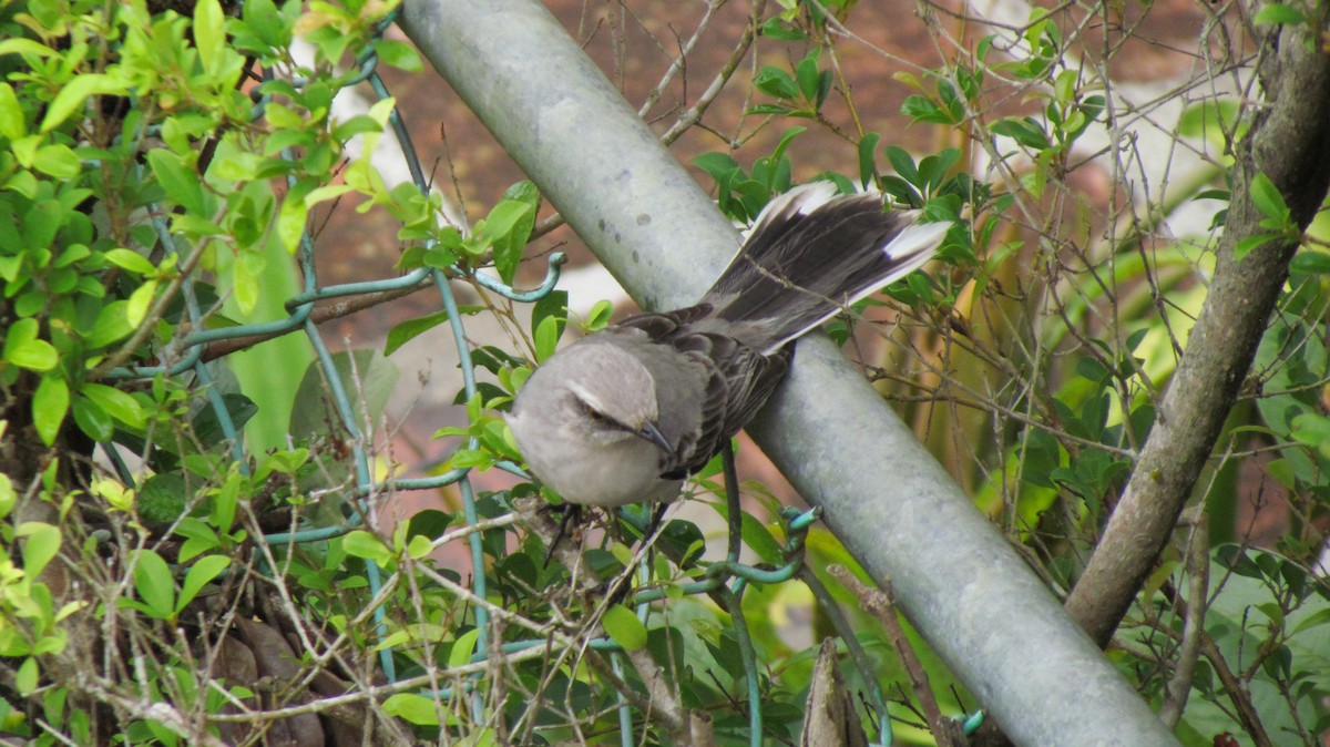 Tropikal Taklitçi - ML645917689