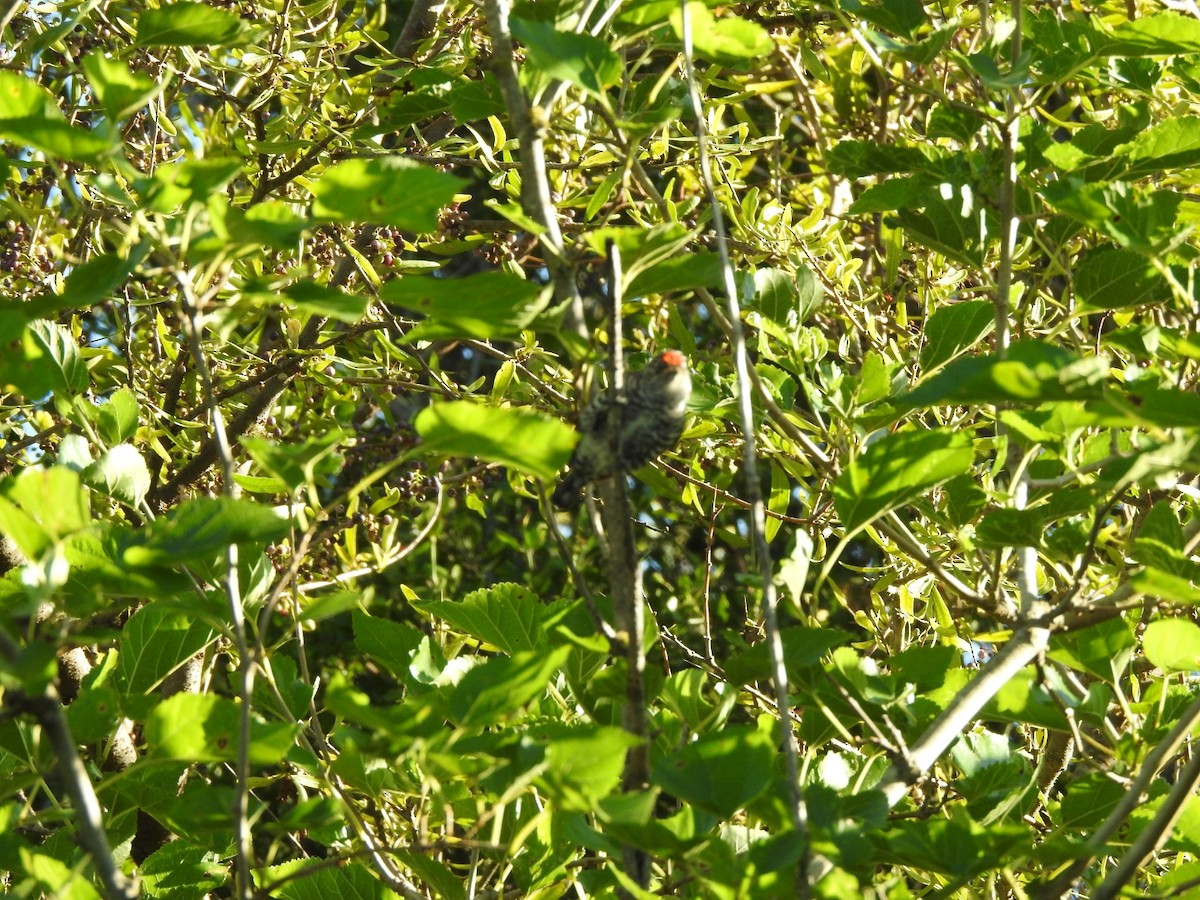 Carpinterito Variable - ML645917697