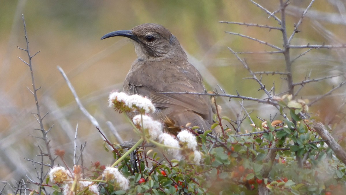 Cuitlacoche Californiano - ML645917701