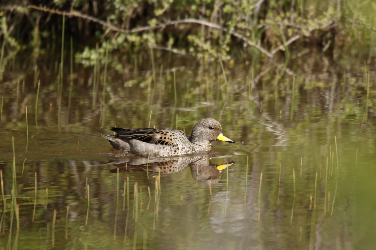 Yellow-billed Teal - ML645917703