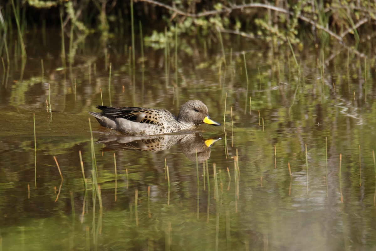 Yellow-billed Teal - ML645917704