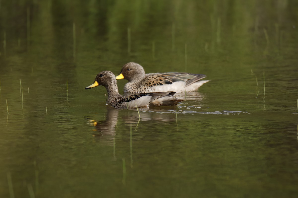 Yellow-billed Teal - ML645917705