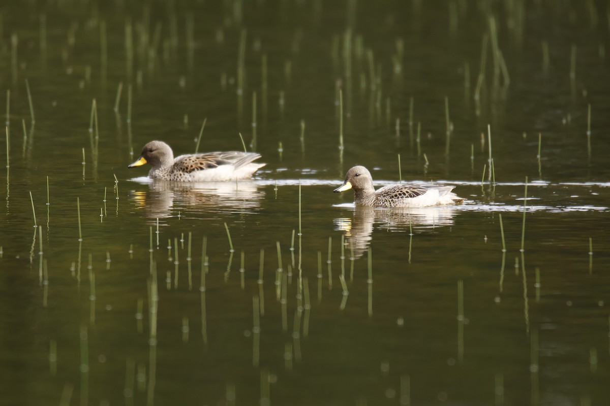 Yellow-billed Teal - ML645917707