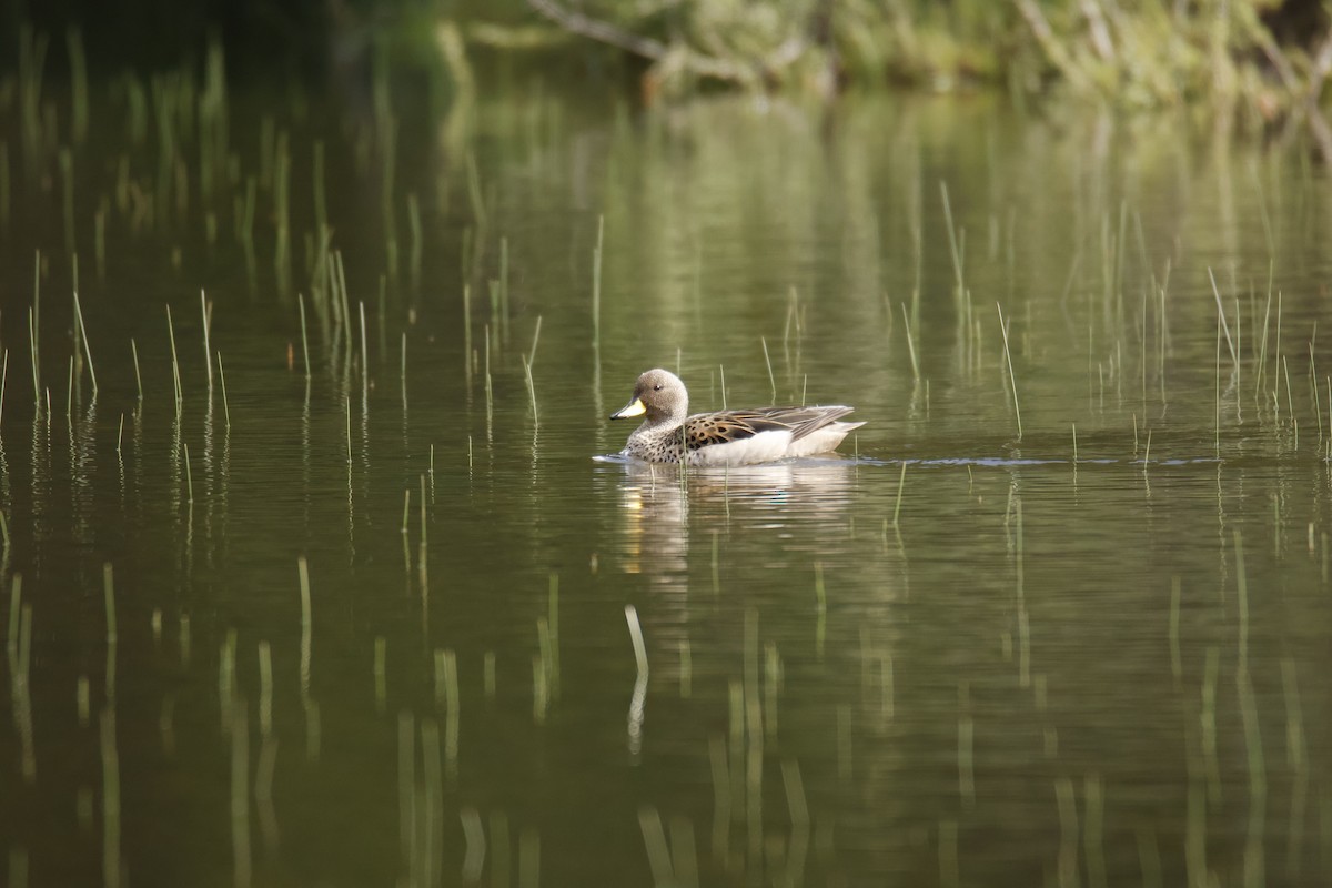 Yellow-billed Teal - ML645917708